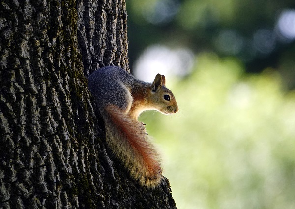 Foto - İstanbul’un sevimli dostları
