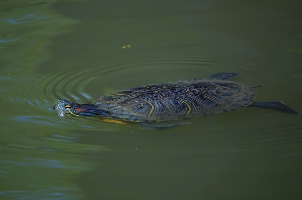 Foto - İstanbul’un sevimli dostları
