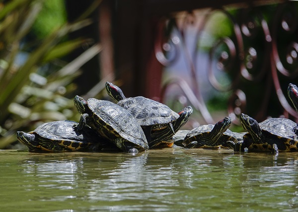 Foto - İstanbul’un sevimli dostları