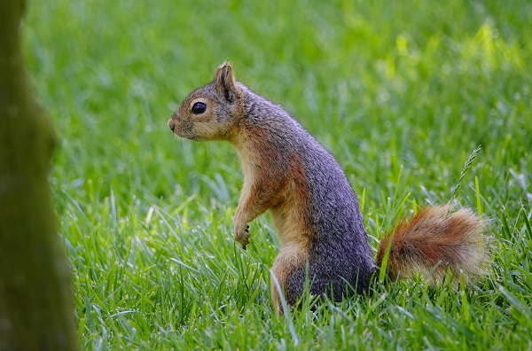 Foto - İstanbul’un sevimli dostları