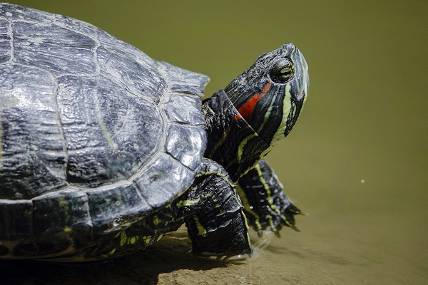 Foto - İstanbul’un sevimli dostları