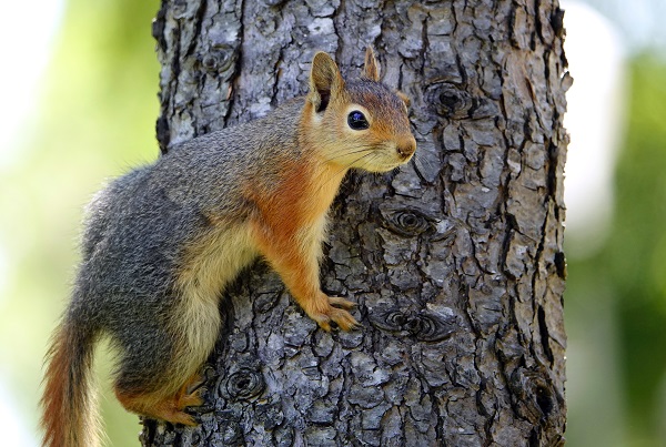 Foto - İstanbul’un sevimli dostları