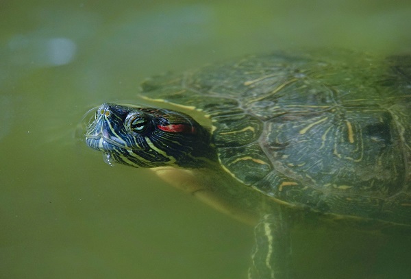 Foto - İstanbul’un sevimli dostları