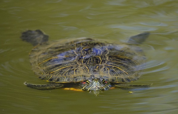 Foto - İstanbul’un sevimli dostları