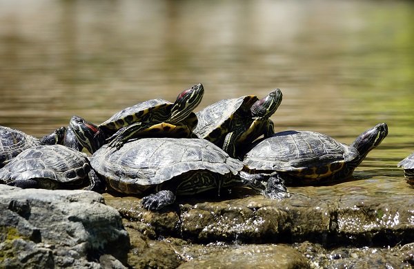 Foto - İstanbul’un sevimli dostları