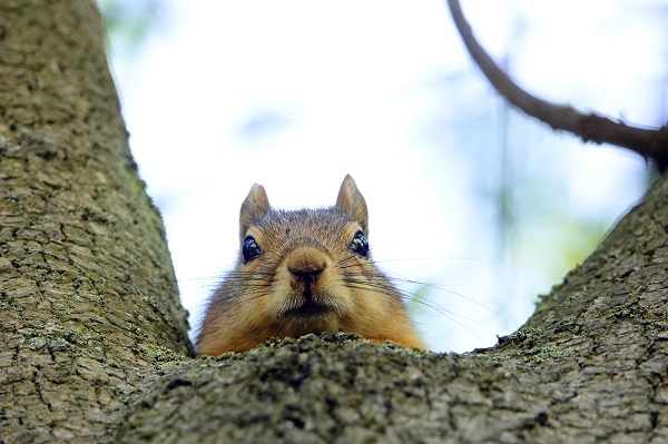 Foto - İstanbul’un sevimli dostları
