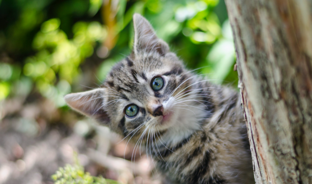 Foto - İşte 2022’de Google’da en çok aranan kelimeler…