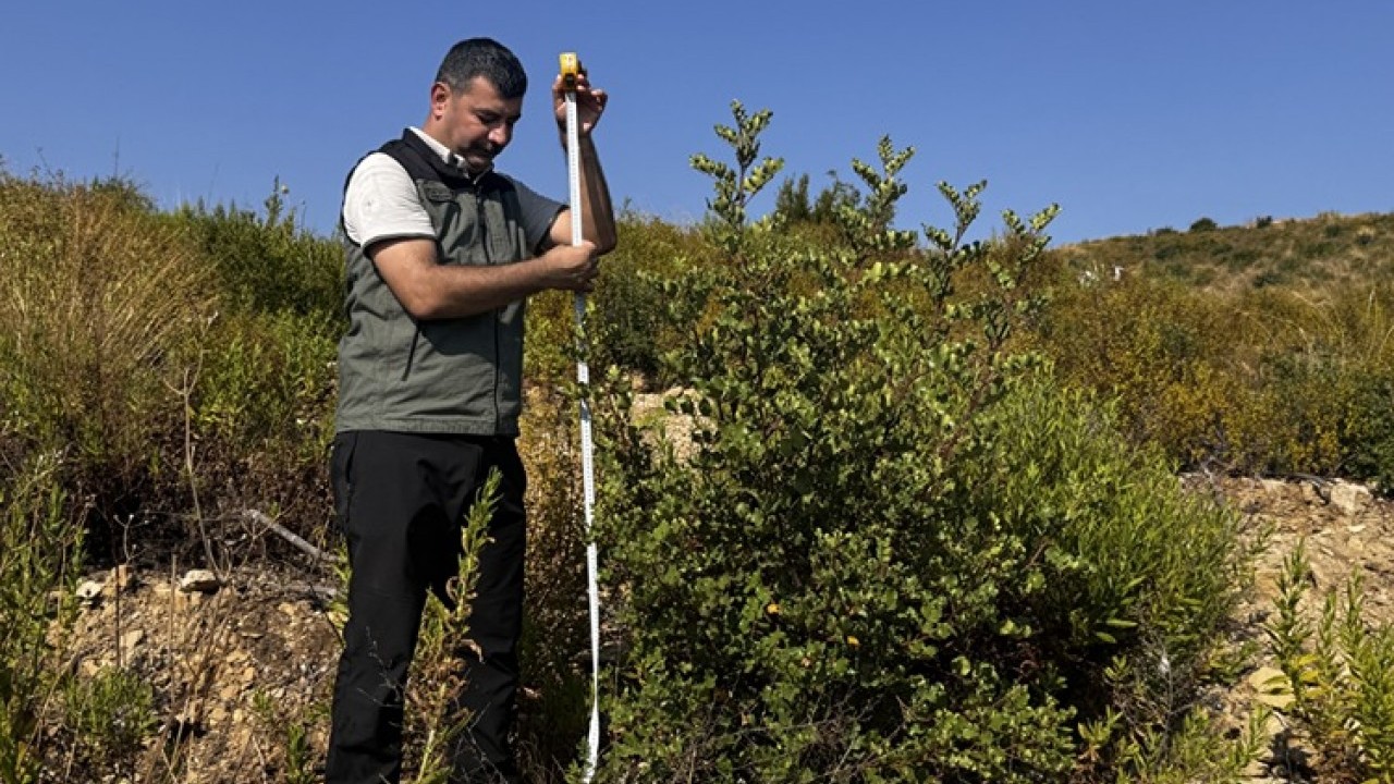 Foto - İşte 4 yıl önce kül olan ormanların son hali! Vay canına yapılan otellere bakın otellere