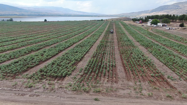 Foto - İşte Anadolu'nun en büyük adası! Denizi olmayan Sivas'ta ada satıldı