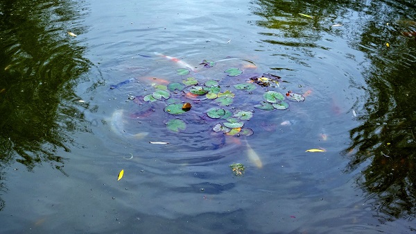 Foto - İşte Ankara'nın en otantik havuzu