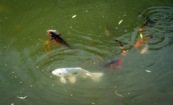 Foto - İşte Ankara'nın en otantik havuzu