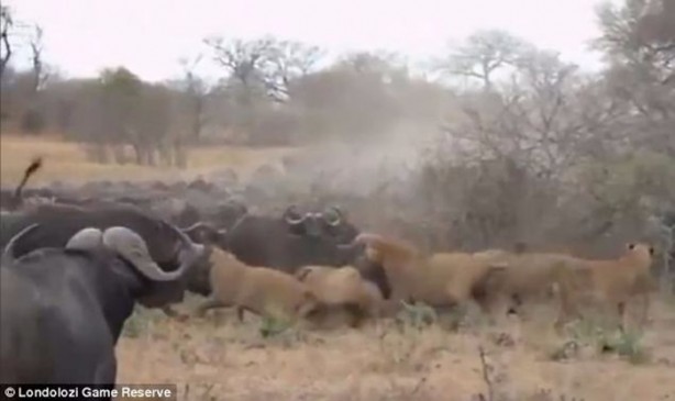 Foto - İşte aslanların başarısız olduğu saldırılar