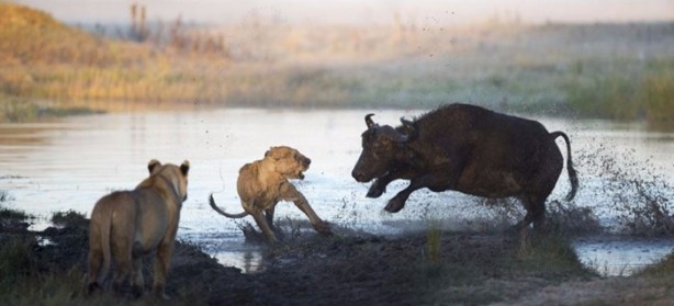 Foto - İşte aslanların başarısız olduğu saldırılar