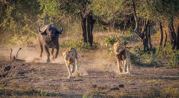 Foto - İşte aslanların başarısız olduğu saldırılar
