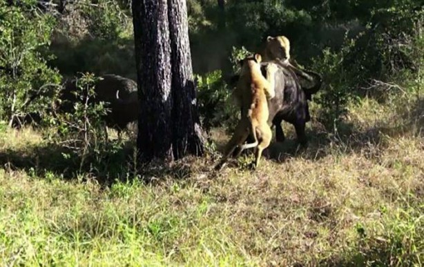 Foto - İşte aslanların başarısız olduğu saldırılar