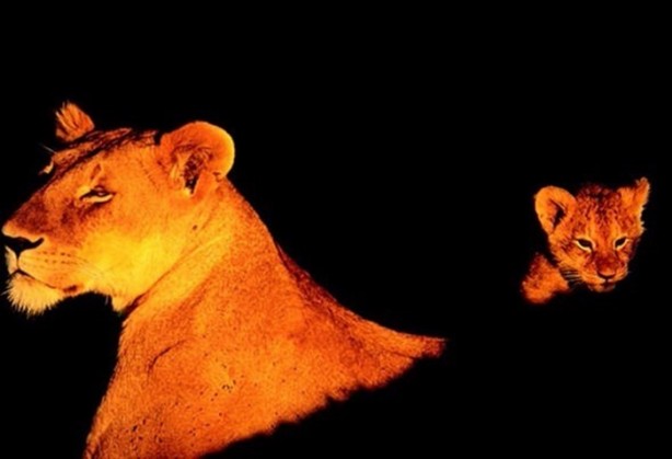 Foto - İşte aslanların başarısız olduğu saldırılar