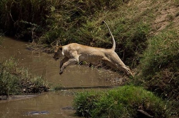 Foto - İşte aslanların başarısız olduğu saldırılar