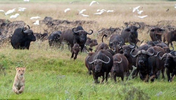 Foto - İşte aslanların başarısız olduğu saldırılar