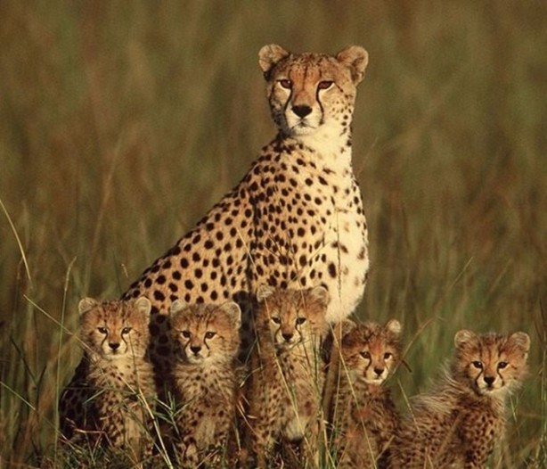 Foto - İşte aslanların başarısız olduğu saldırılar