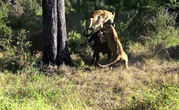Foto - İşte aslanların başarısız olduğu saldırılar