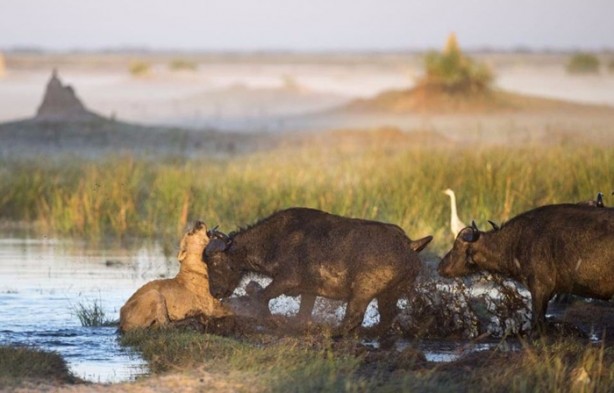 Foto - İşte aslanların başarısız olduğu saldırılar