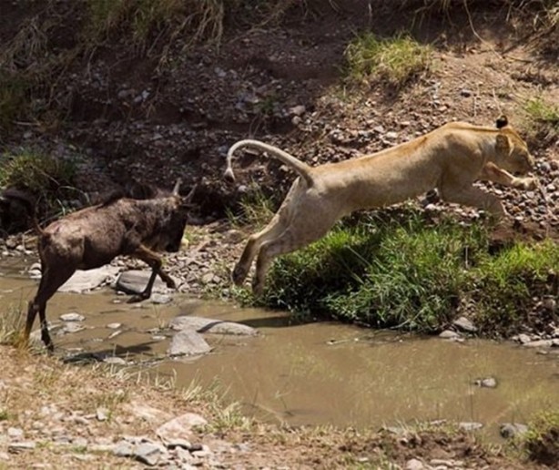 Foto - İşte aslanların başarısız olduğu saldırılar