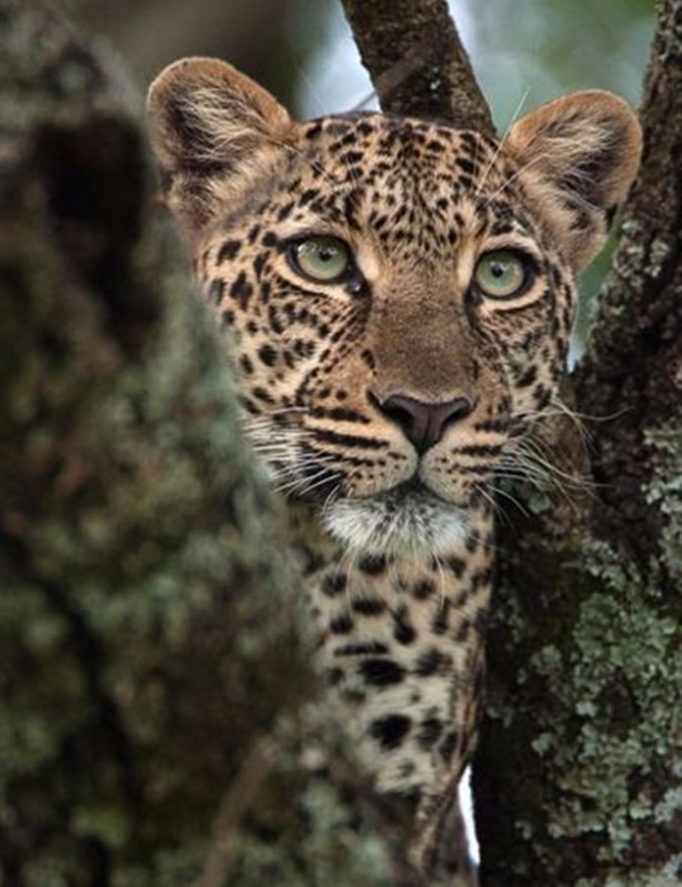 Foto - İşte aslanların başarısız olduğu saldırılar