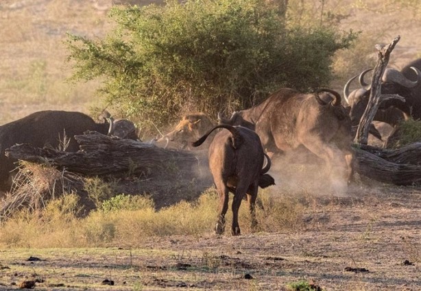 Foto - İşte aslanların başarısız olduğu saldırılar
