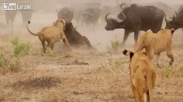 Foto - İşte aslanların başarısız olduğu saldırılar