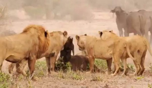 Foto - İşte aslanların başarısız olduğu saldırılar