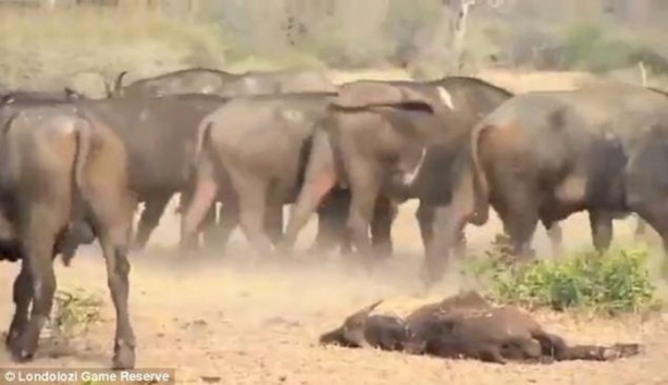 Foto - İşte aslanların başarısız olduğu saldırılar