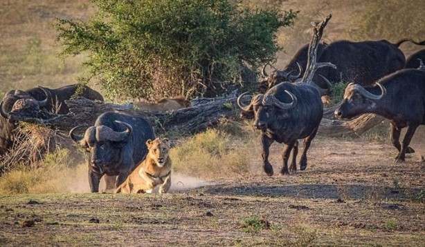 Foto - İşte aslanların başarısız olduğu saldırılar