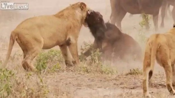 Foto - İşte aslanların başarısız olduğu saldırılar