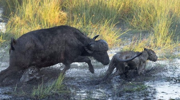 Foto - İşte aslanların başarısız olduğu saldırılar