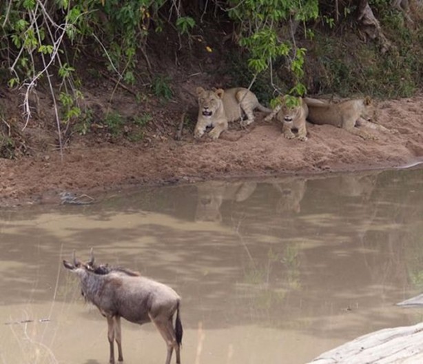 Foto - İşte aslanların başarısız olduğu saldırılar