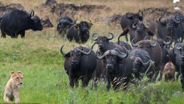 Foto - İşte aslanların başarısız olduğu saldırılar