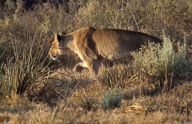Foto - İşte aslanların başarısız olduğu saldırılar