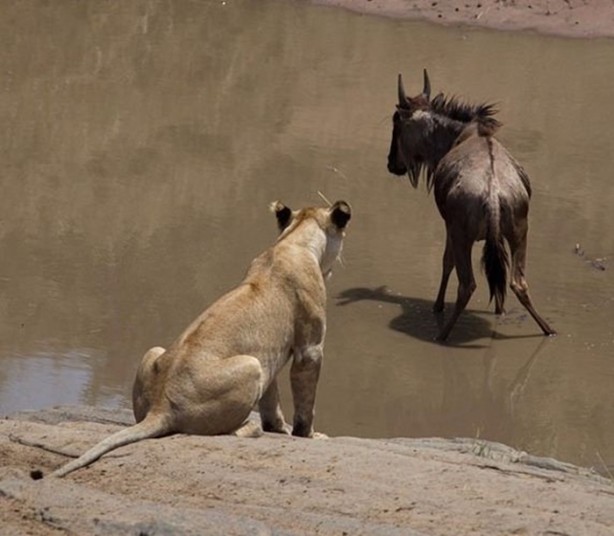 Foto - İşte aslanların başarısız olduğu saldırılar