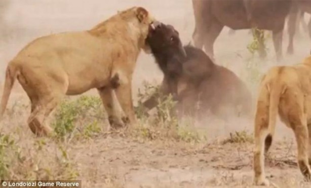 Foto - İşte aslanların başarısız olduğu saldırılar