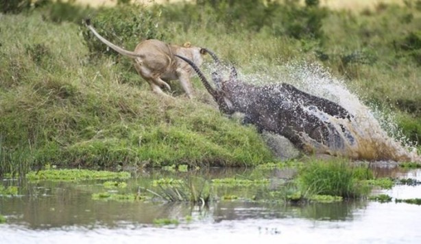 Foto - İşte aslanların başarısız olduğu saldırılar