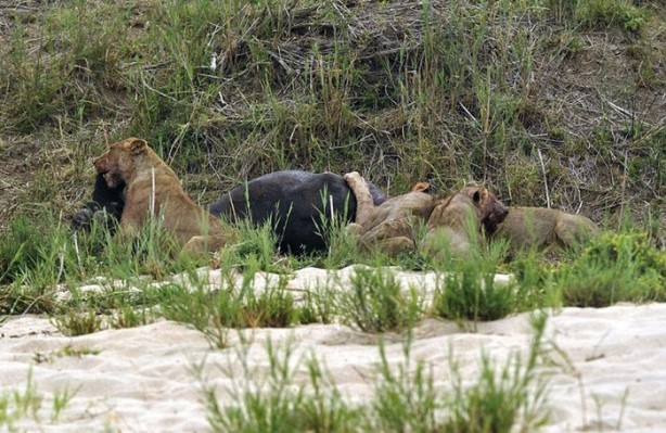 Foto - İşte aslanların başarısız olduğu saldırılar