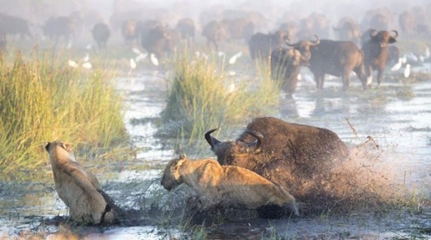 Foto - İşte aslanların başarısız olduğu saldırılar