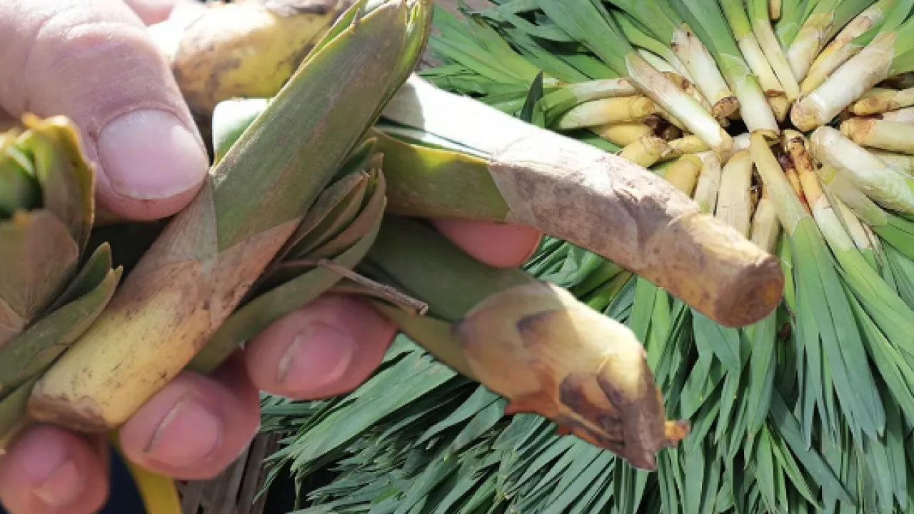 İşte Avrupa pazarındaki 'Türk mucizesi' İbn-i Sina'dan El-Biruni'ye kadar... Avrupa bu bitkinin peşinde!