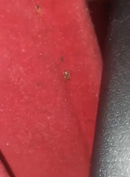 Foto - İşte ayakta yolculuğun ilginç sebebi! Şehirlerarası otobüste şaşkına çeviren görüntü