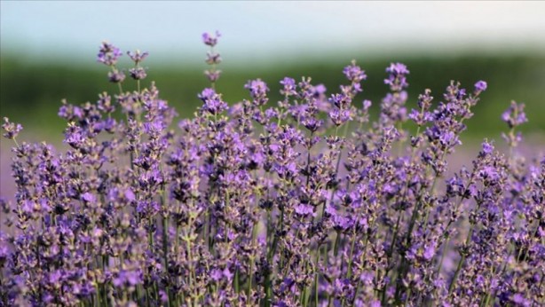Foto - İşte baş ağrısını hafifleten 6 doğal ağrı kesici