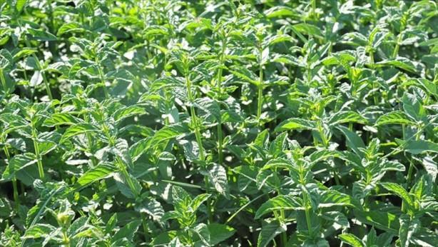 Foto - İşte baş ağrısını hafifleten 6 doğal ağrı kesici