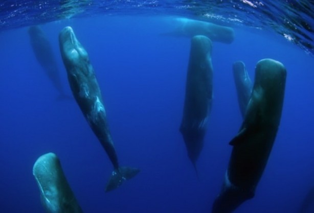 Foto - İşte başka bir evde bu yüzden uyuyamıyoruz