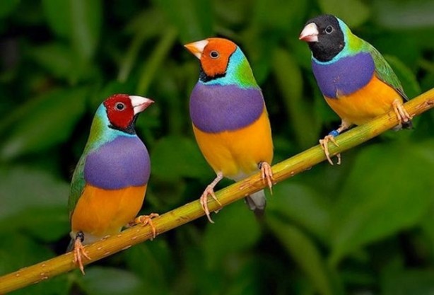 Foto - İşte başka bir evde bu yüzden uyuyamıyoruz