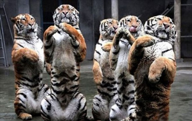 Foto - İşte belgesellerde gösterilmeyenler