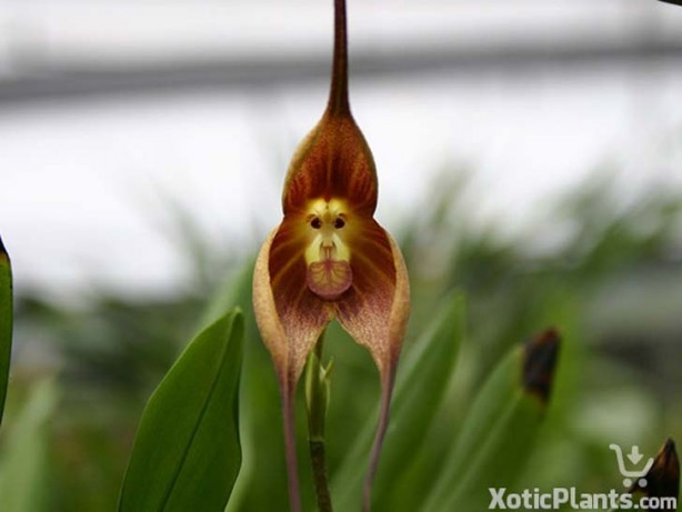 Foto - İşte, hayatınızda belki de hiç görmediğiniz ilginç bitki türleri